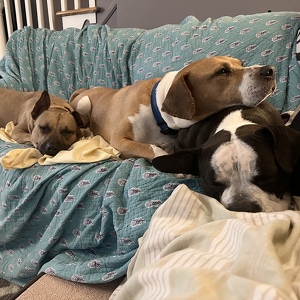 Fundraising Page: stephanie vanvogt